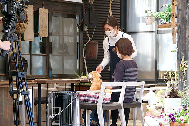 古民家カフェきのこくらぶ 古民家カフェ ドッグランカフェのワールドワイド合同会社 古民家カフェきのこくらぶ 古民家カフェ ドッグランカフェのワールドワイド合同会社